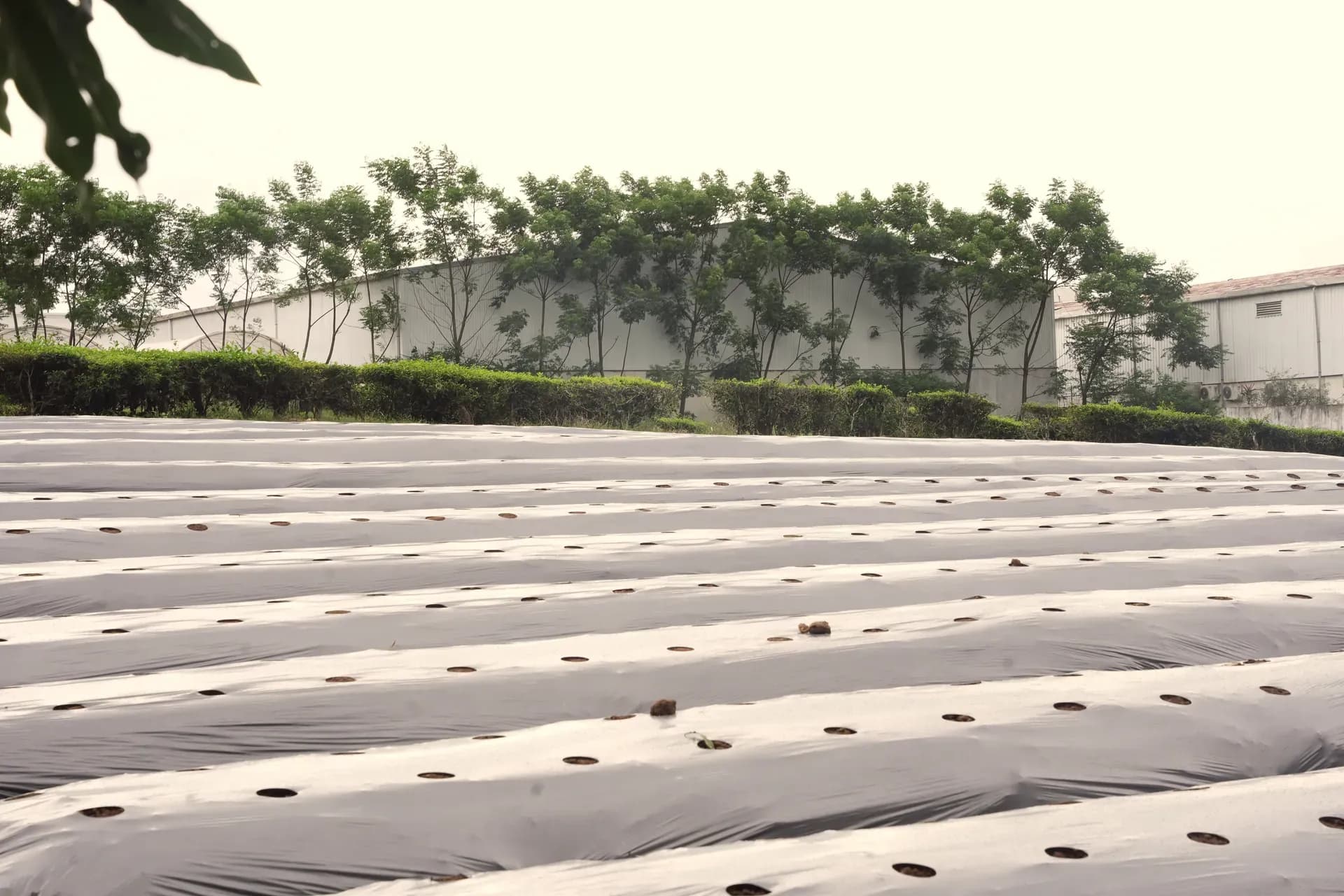 Vườn đã làm luống phủ nilon, phía sau là hàng cây